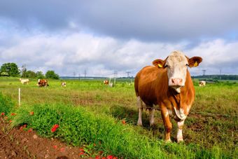 Kuh steht auf einer Wiese mit Gras und Blumen; andere Kühe grasen im Hintergrund unter einem bewölkten Himmel.