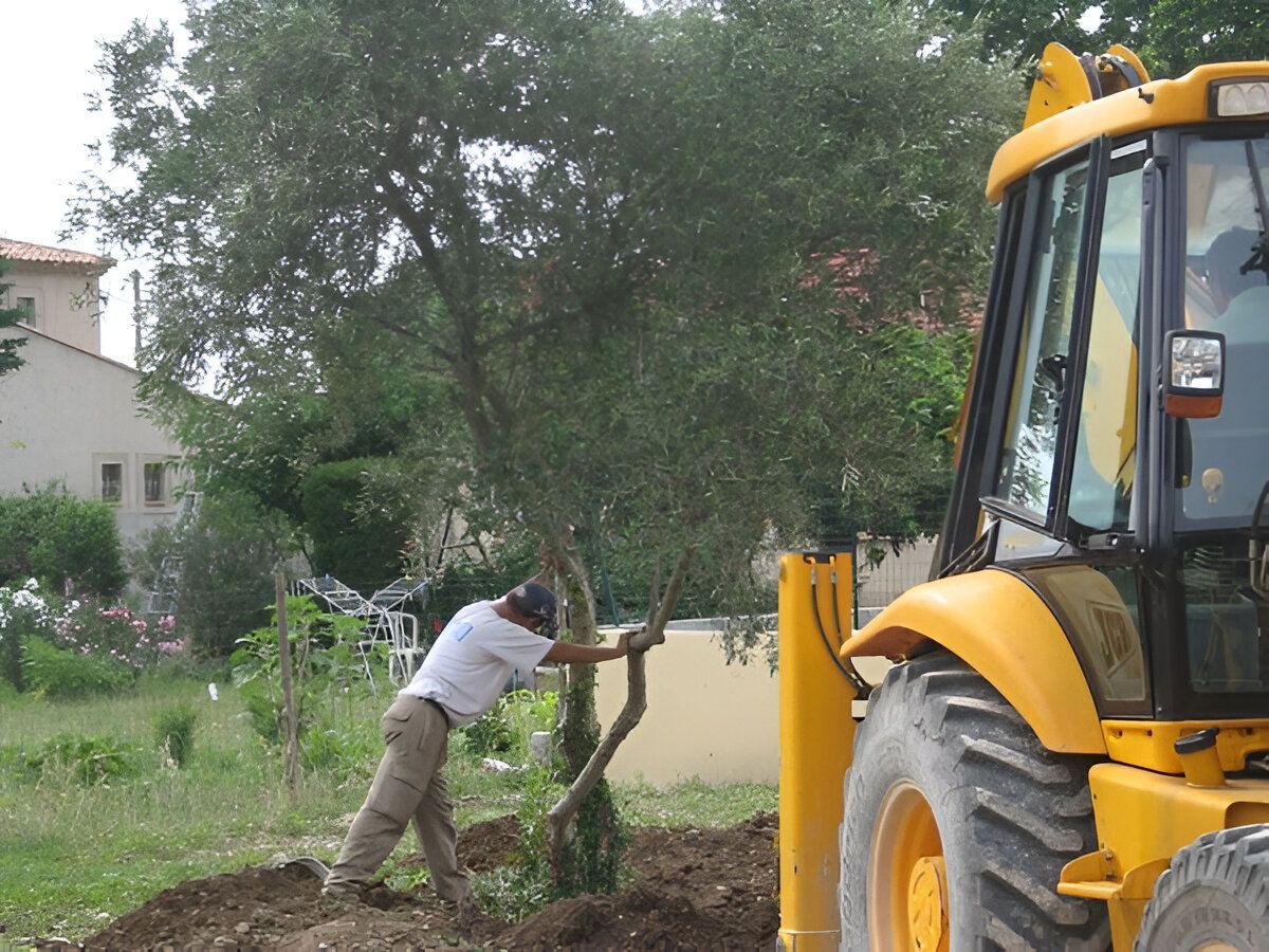 Plantation d'un olivier