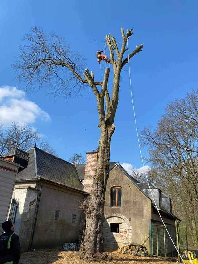 Un homme utilise une tronçonneuse pour tailler un grand arbre près d'un bâtiment. Ciel d'un bleu éclatant.
