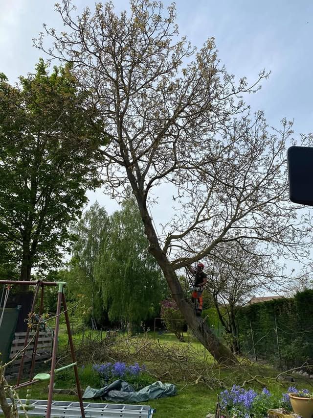 Une personne portant un harnais orange taille un grand arbre dans un jardin.