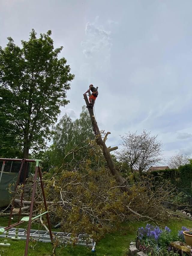Un arbre est abattu à la tronçonneuse ; des débris jonchent le sol ; le ciel est couvert.