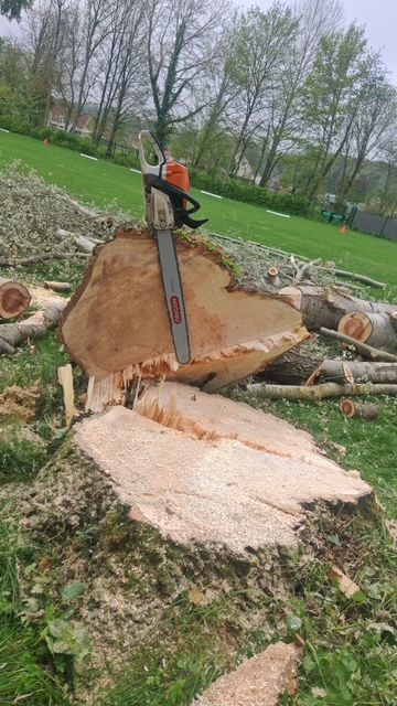 Une tronçonneuse coupe un gros tronc d'arbre dans un environnement extérieur herbeux.