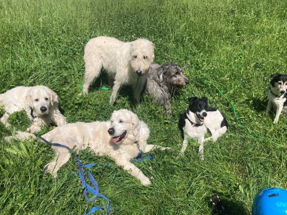 Hunde auf einer Wiese