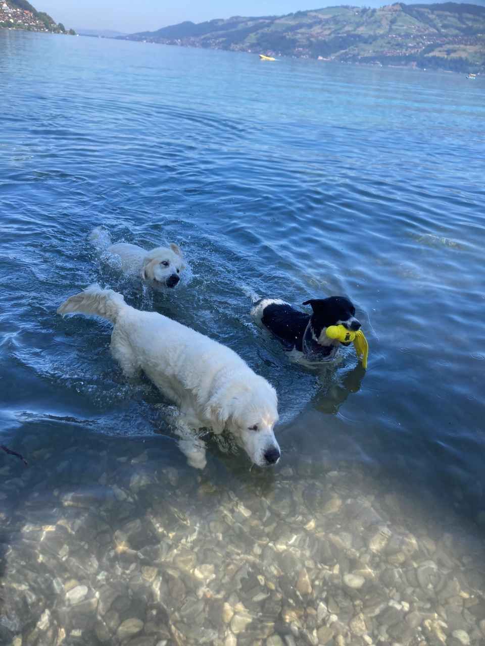 Hunde im Wasser