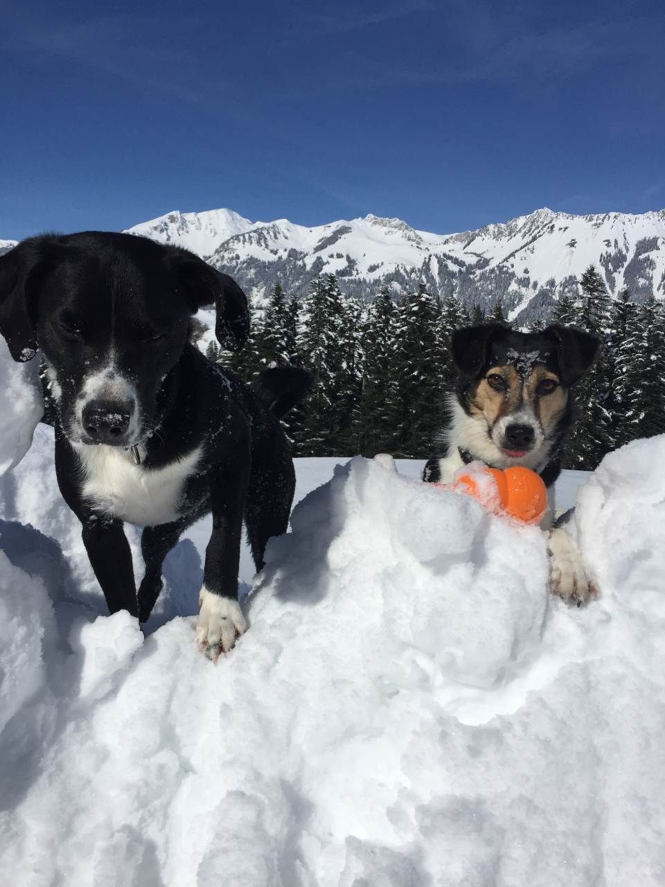 Zwei Hunde im Schnee
