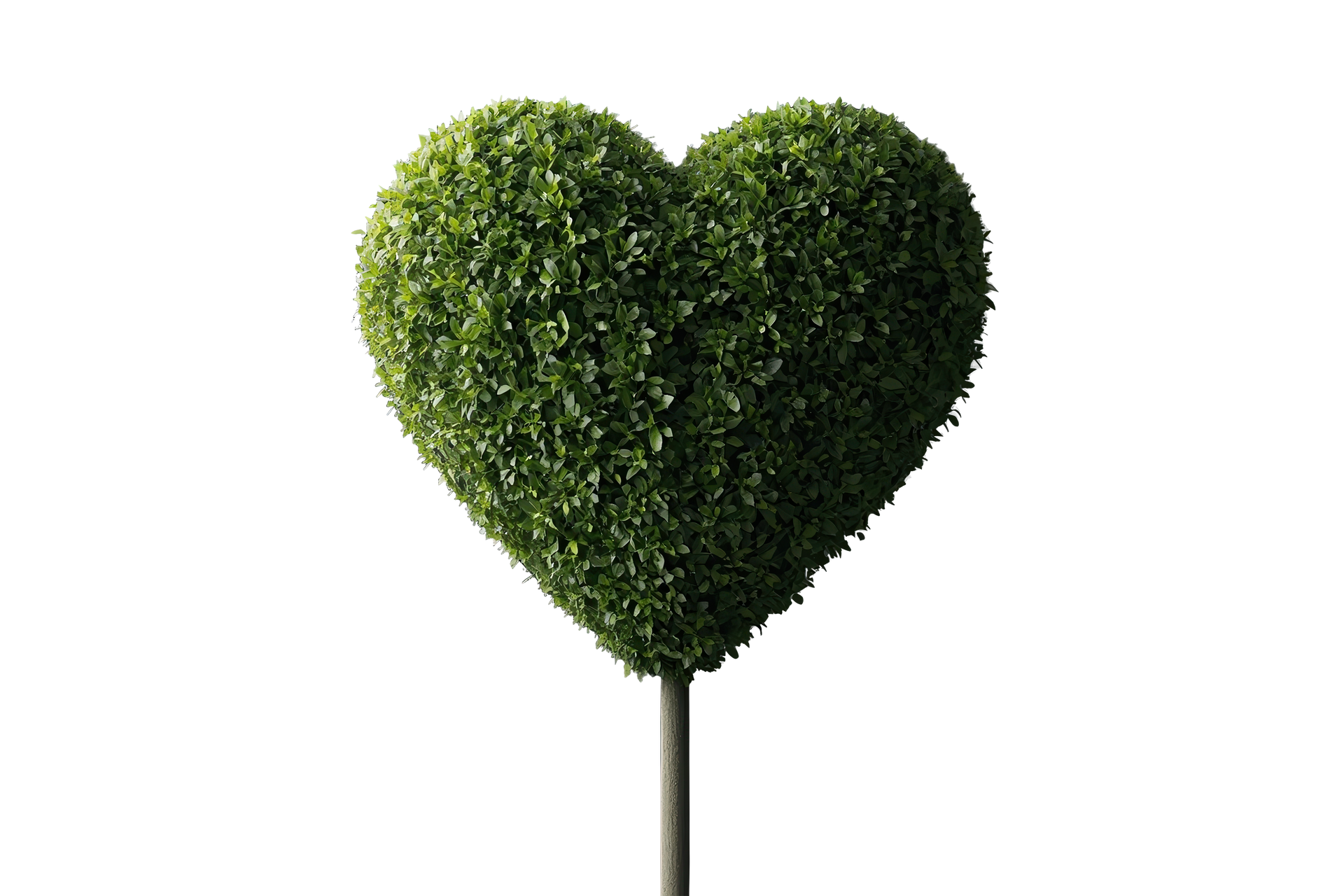 Un arbre en forme de cœur