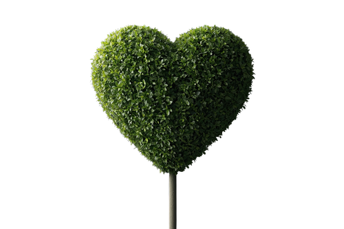 Un arbre en forme de cœur