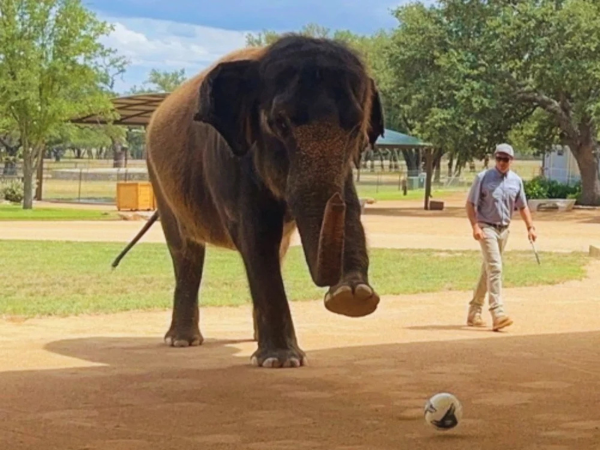 The Elephant Preserve