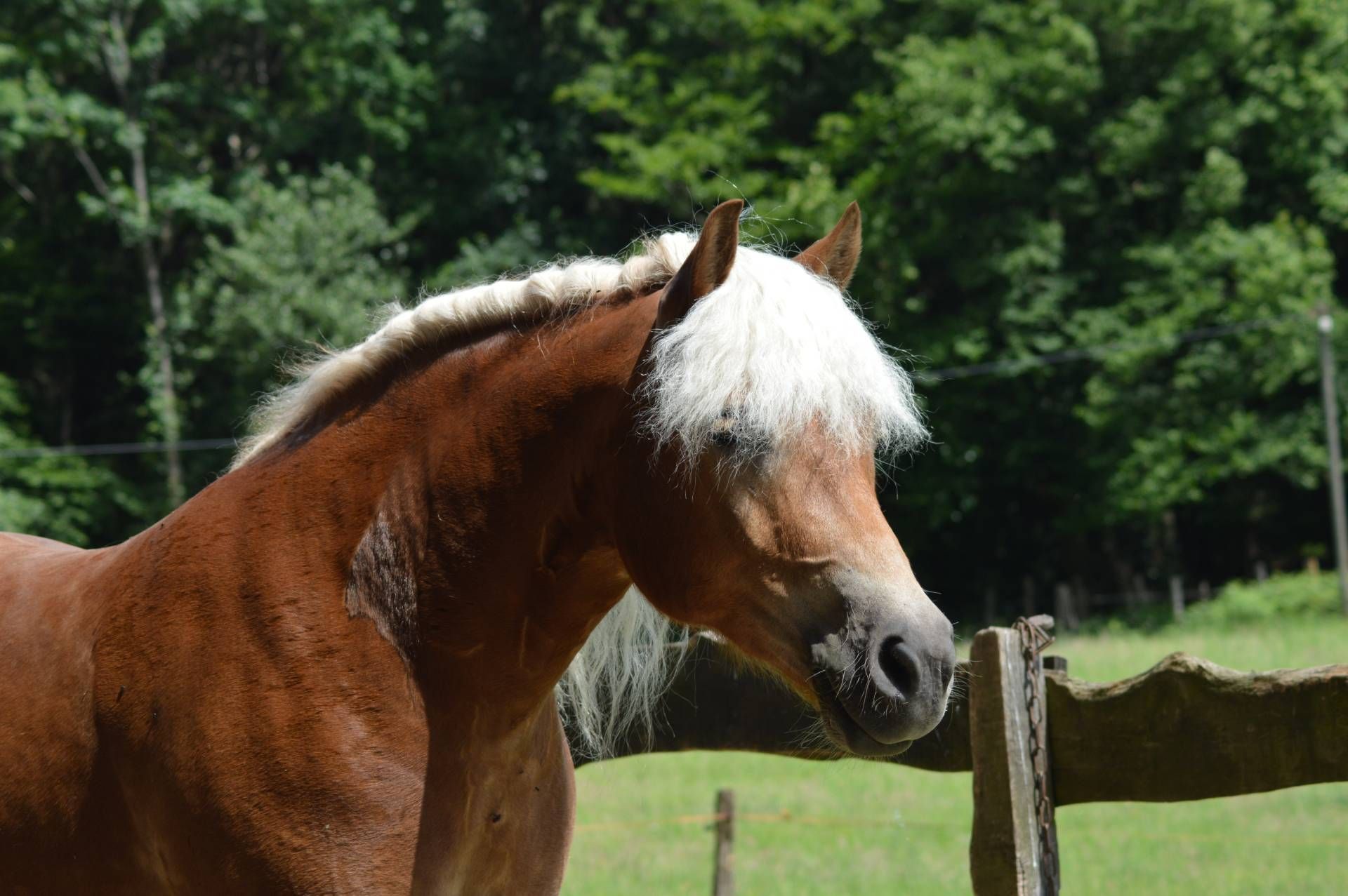 ein braunes Pferd mit einer weißen Mähne steht neben einem Holzzaun