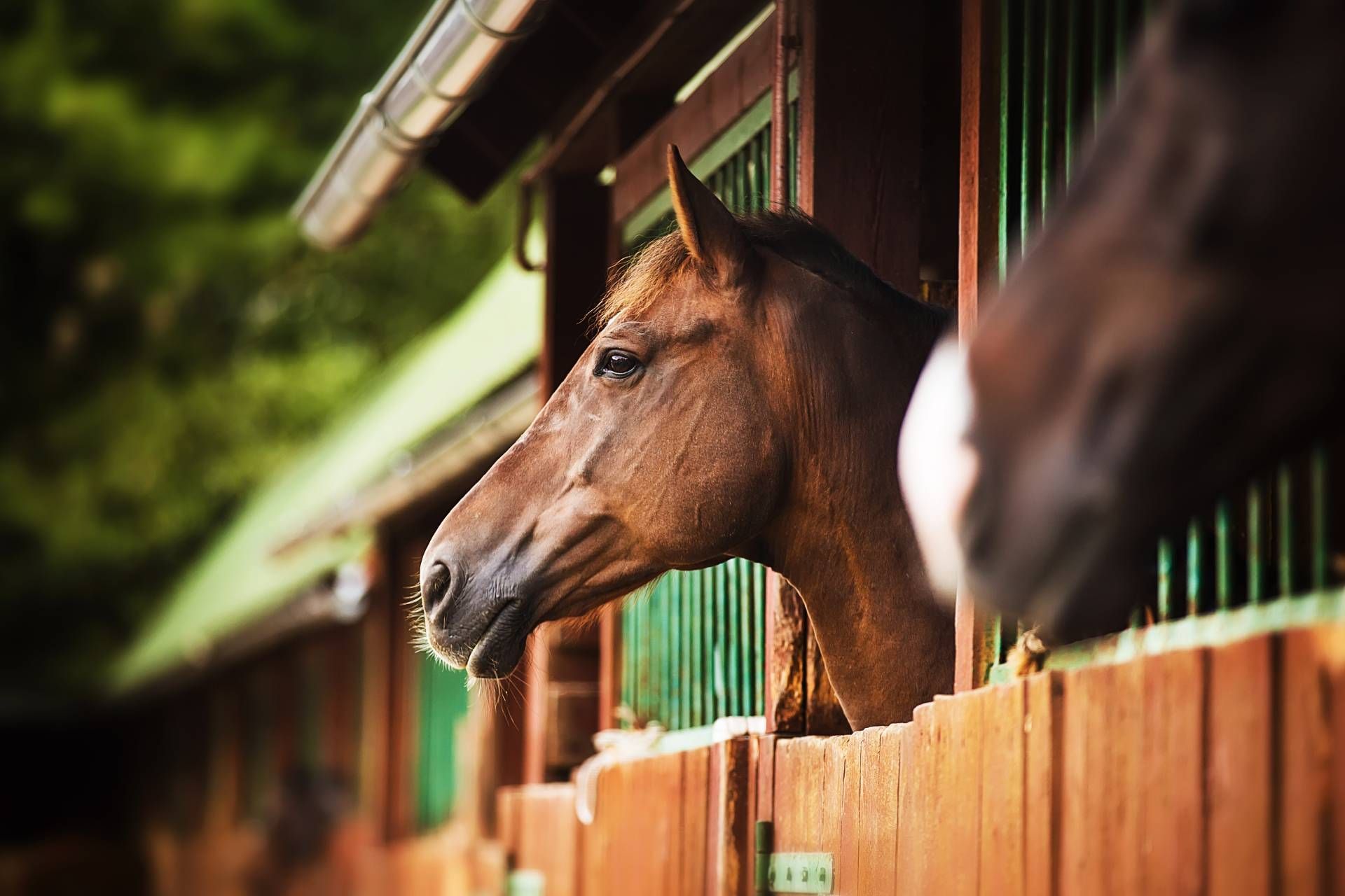 ein braunes Pferd schaut aus einem Holzstall