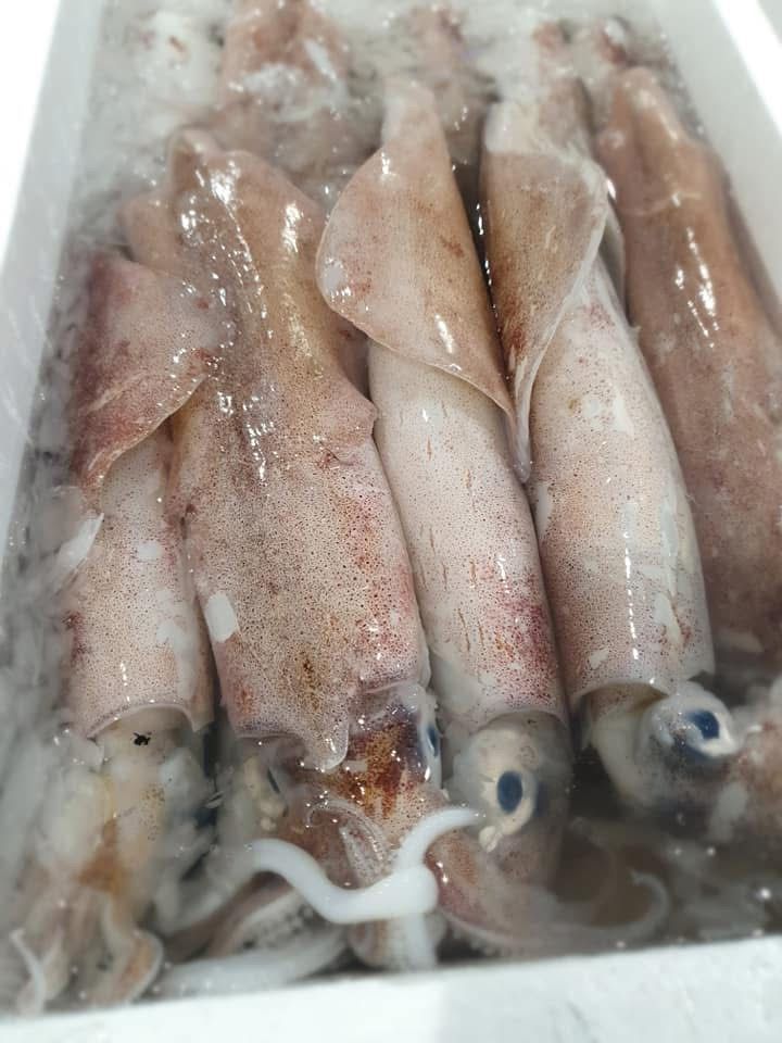 Una caja de calamares reposa sobre hielo.