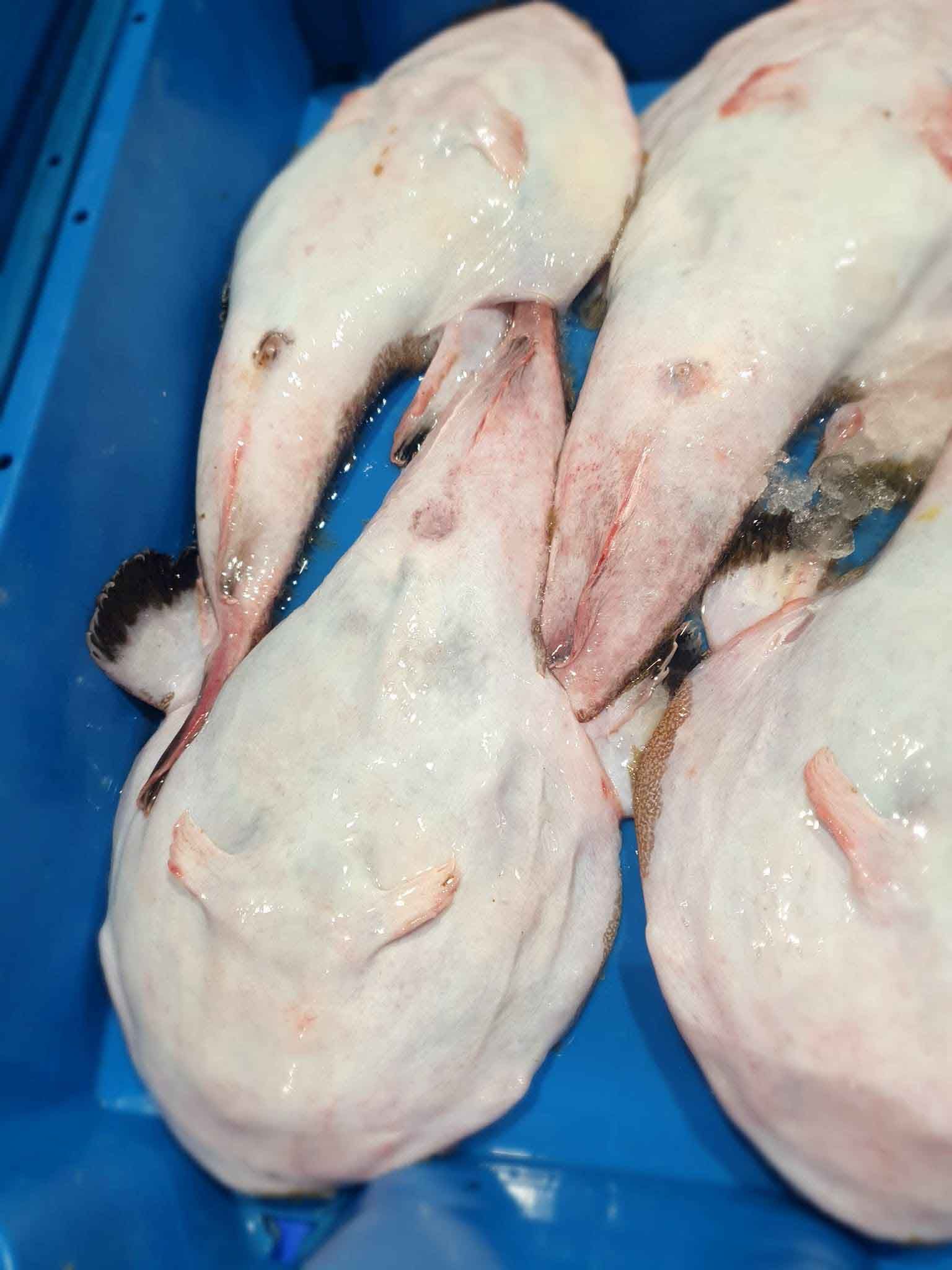 Un recipiente azul lleno de un montón de cabezas de pescado.