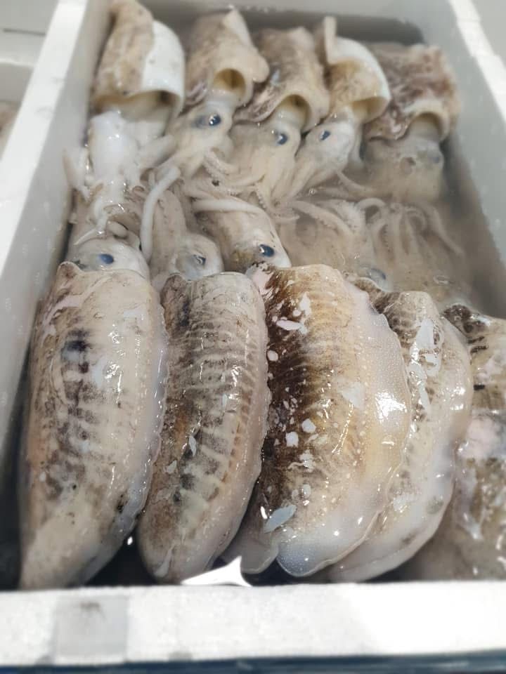 Una caja llena de calamares está sobre una mesa.