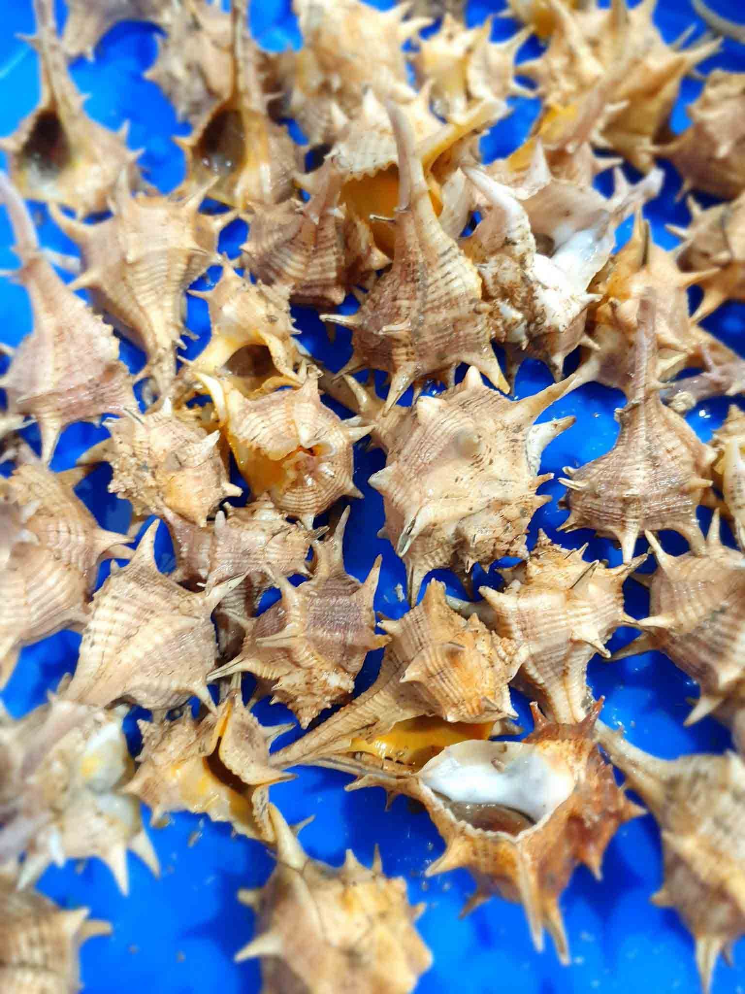 Un montón de conchas marinas sobre una superficie azul.