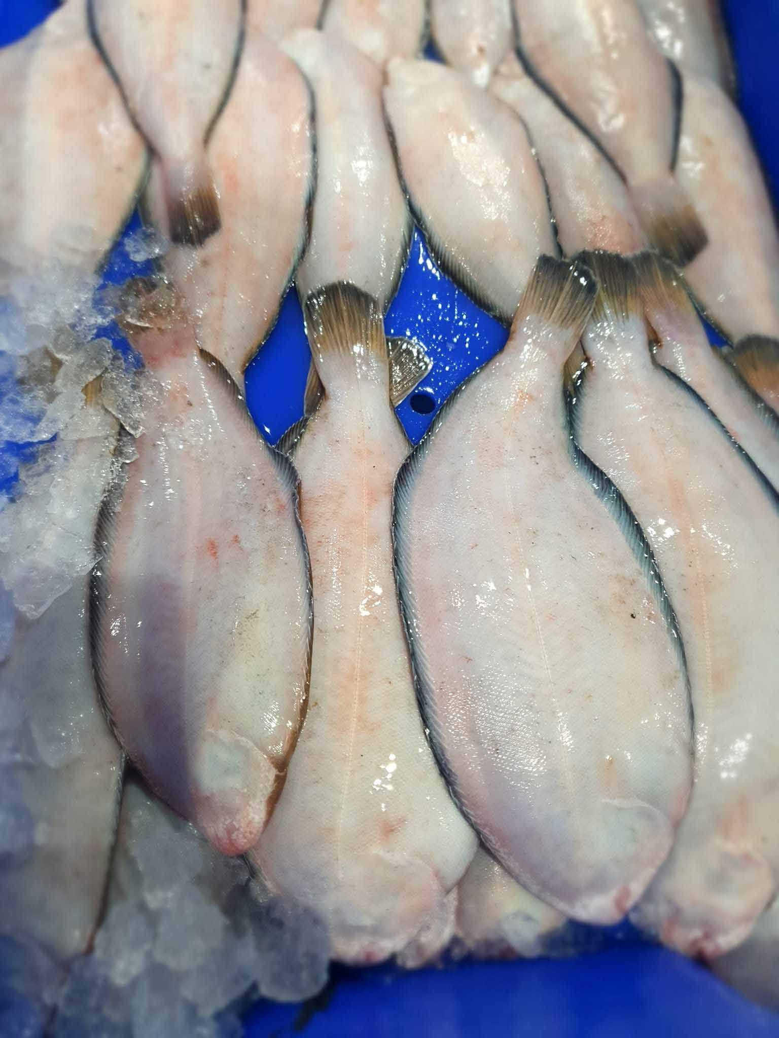 Un montón de peces sentados sobre hielo sobre una superficie azul.