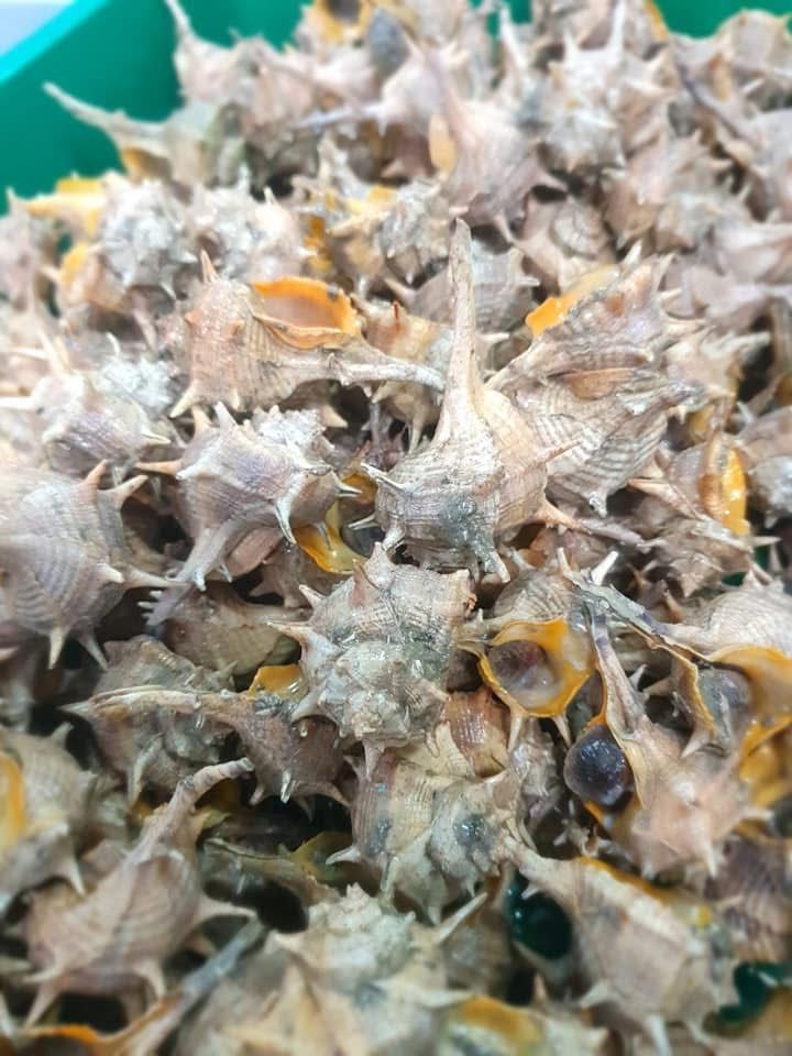 Un montón de conchas marinas en un recipiente verde.