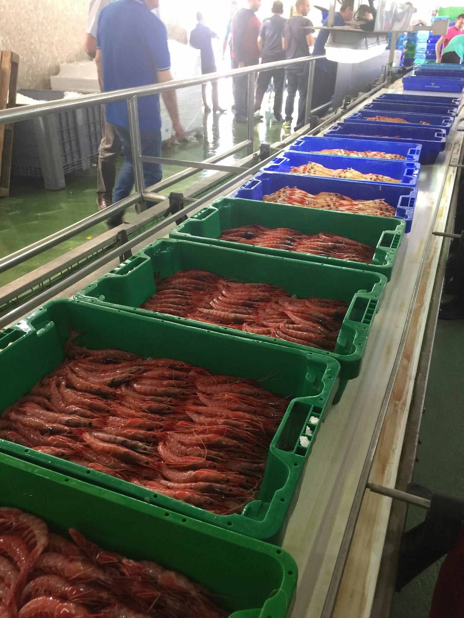 Una fila de recipientes verdes llenos de camarones están alineados sobre una mesa.