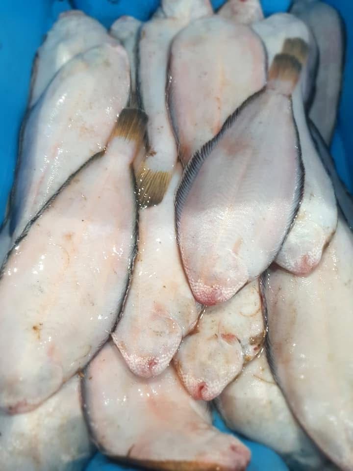 Un montón de peces están sentados uno encima del otro sobre una superficie azul.