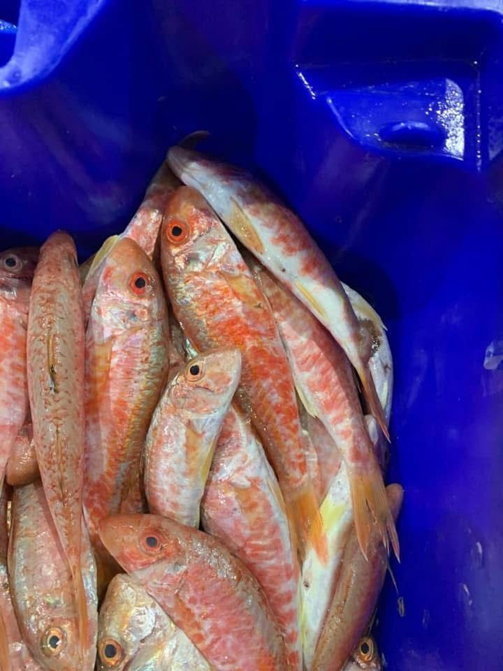Un cubo azul lleno de pescado rojo y blanco.