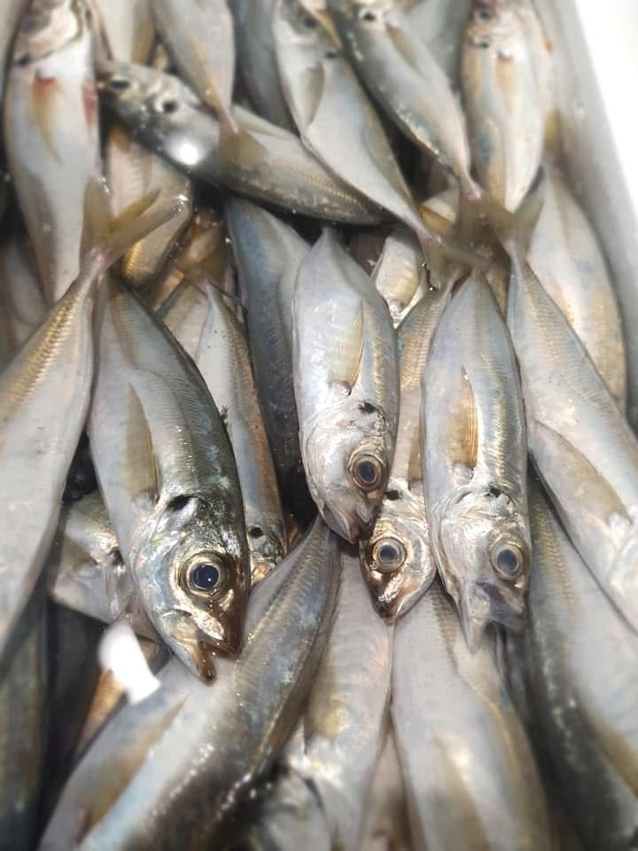 Un montón de peces están sentados uno encima del otro sobre una mesa.