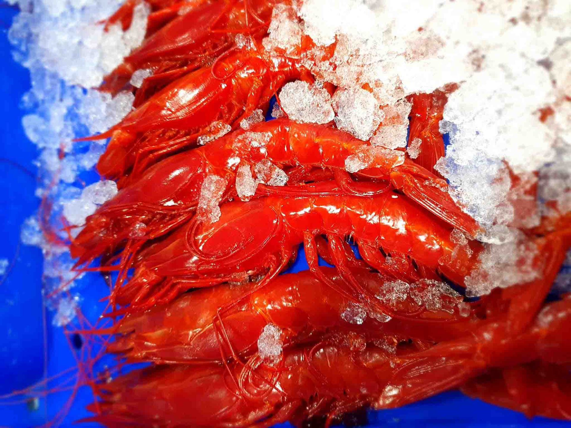 Una pila de camarones rojos cubiertos de hielo sobre una superficie azul.