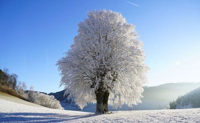 Arbre enneigé dans un paysage hivernal ensoleillé, avec des champs givrés et un ciel bleu dégagé