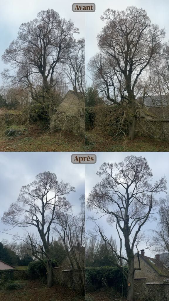 Un arboriste dans un arbre utilise une tronçonneuse pour tailler une branche ; ciel nuageux.