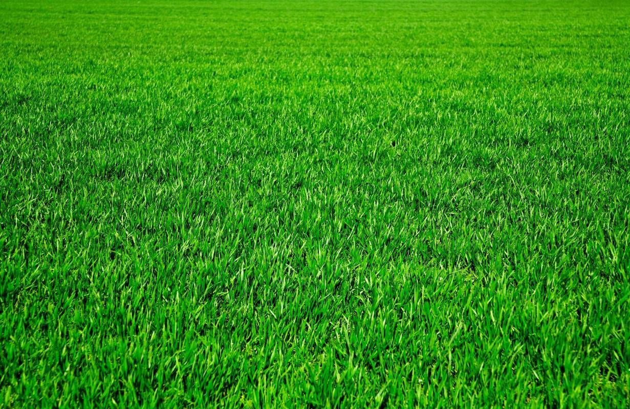 Un champ d'herbe verdoyant et luxuriant s'étendant à perte de vue.
