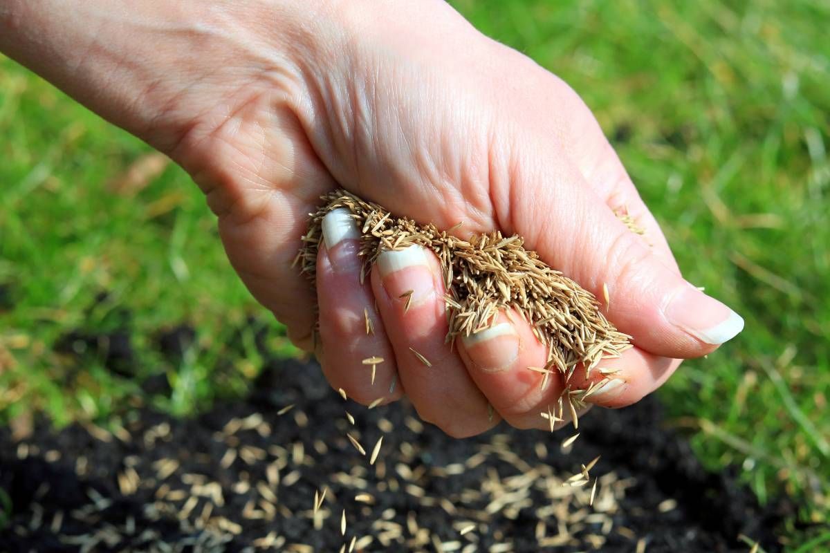 Semer des graines de gazon à la main sur un sol sombre, avec de l'herbe verte en arrière-plan.