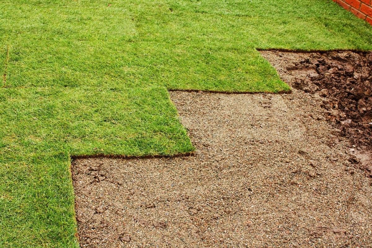 Pose de gazon vert sur le sol préparé.