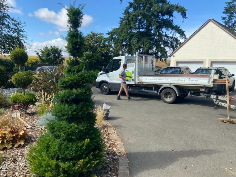 Un homme perché dans un arbre utilise une tronçonneuse pour couper une branche. Ciel couvert en arrière-plan.