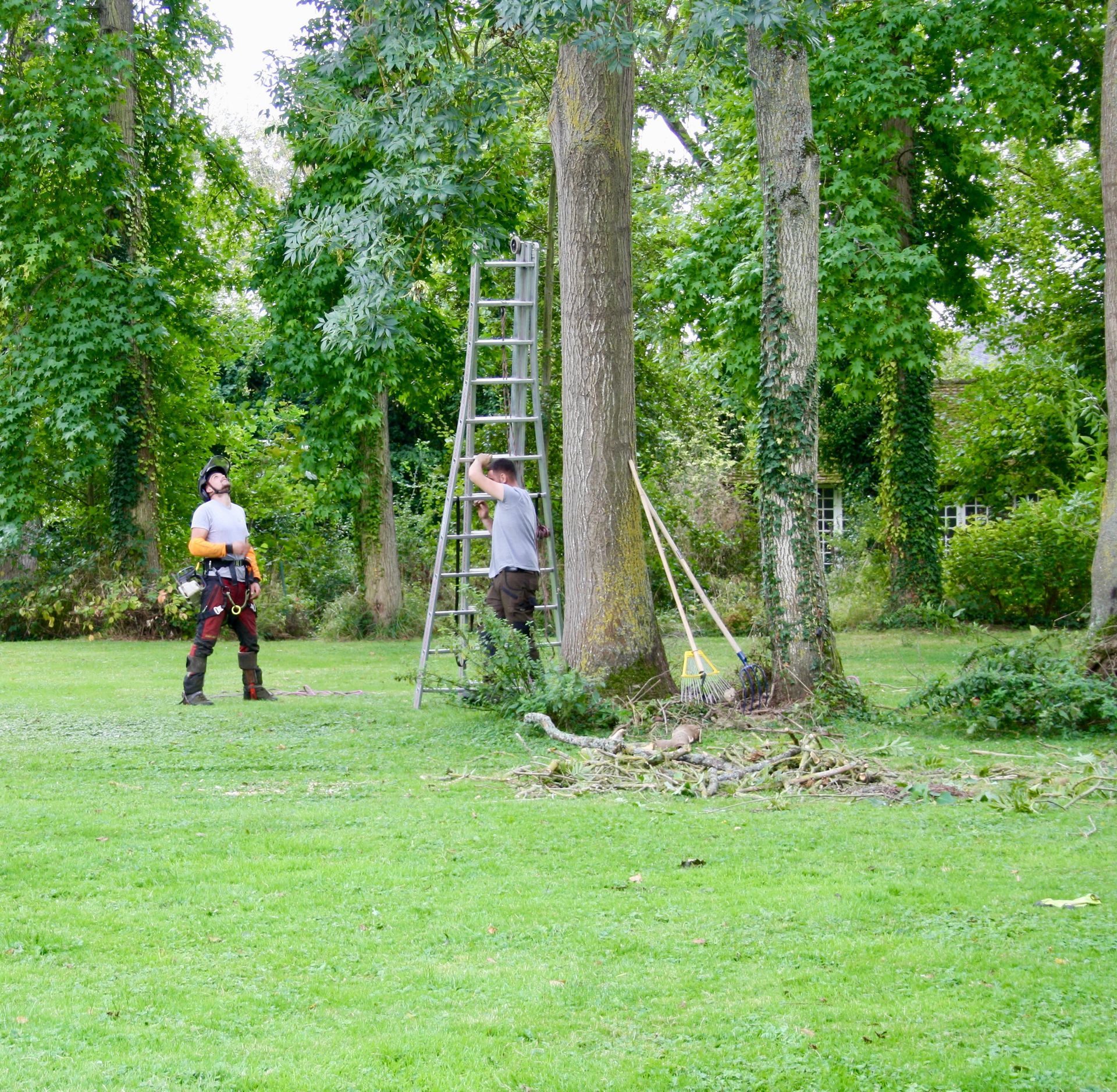 Deux personnes taillent un arbre dans une cour herbeuse, l'une sur une échelle, l'autre debout près de l'arbre.