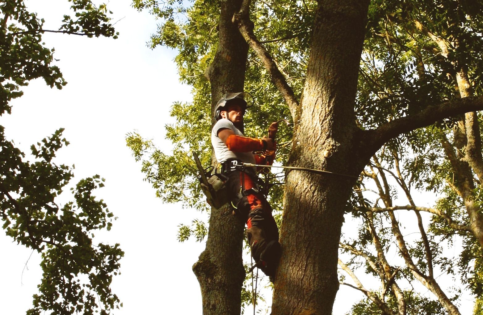 Un arboriste en pantalon et casque orange, retenu par des cordes, taille une branche d'arbre sur fond de ciel bleu.