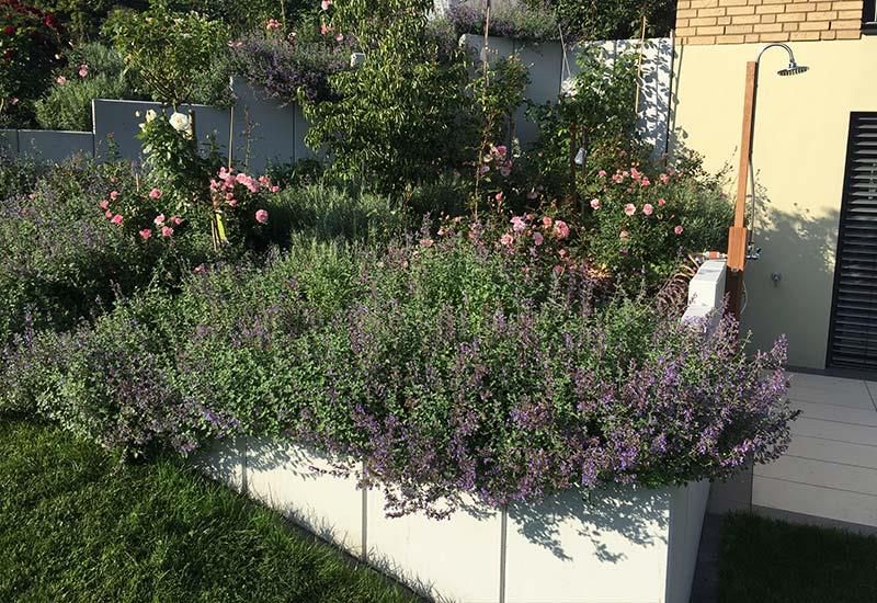Ein Garten mit lila Blumen und grünen Pflanzen vor einem Haus.
