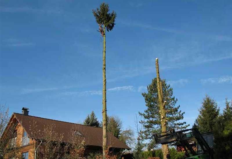 Vor einem Haus wird ein Baum gefällt