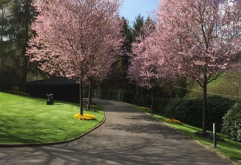 Eine Auffahrt mit rosa Blumen an den Bäumen