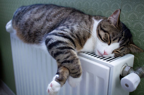 Chat sur un radiateur