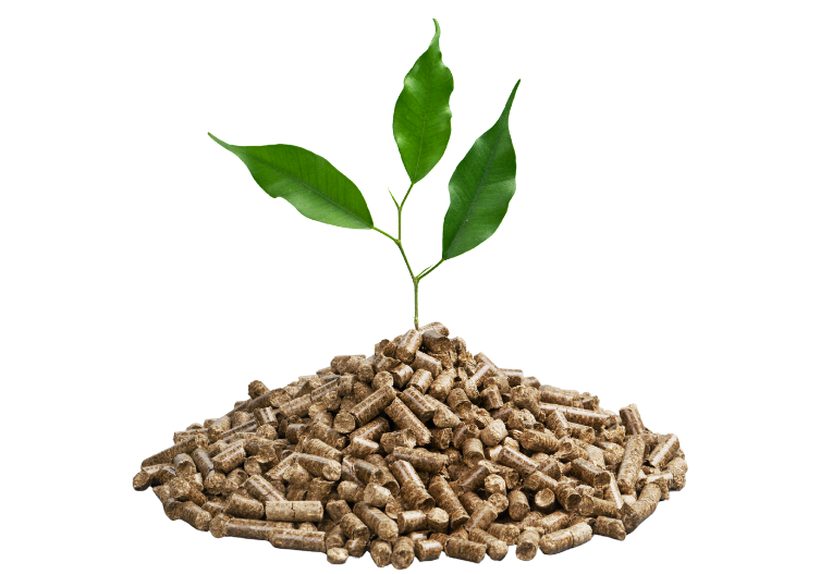 Une petite plante pousse à partir d'un tas de granulés de bois.