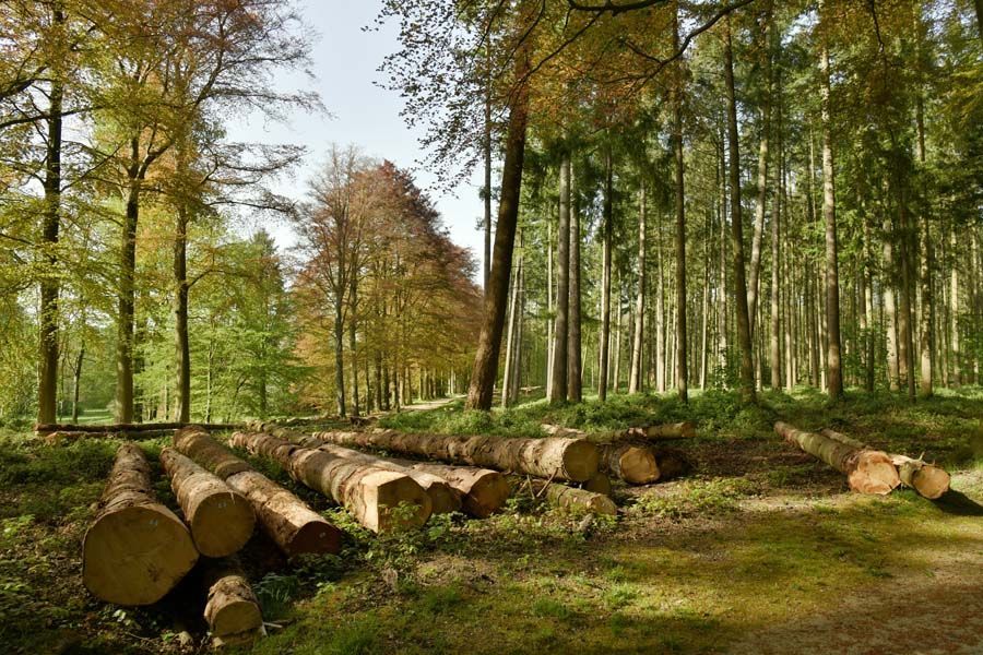 Forêt avec des arbres coupés rassemblés