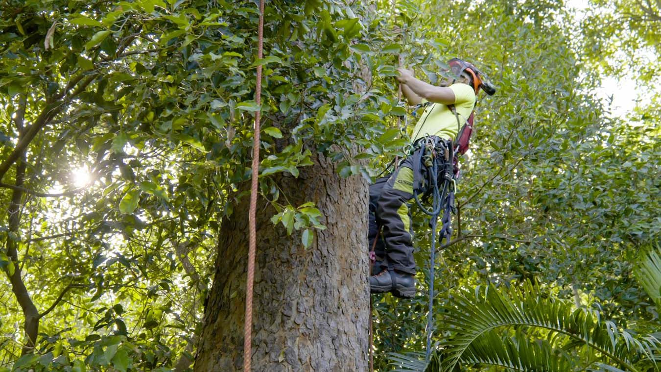 Professionnel accroché à un arbre