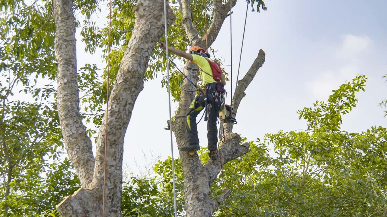 Élagueur professionnel dans un arbre