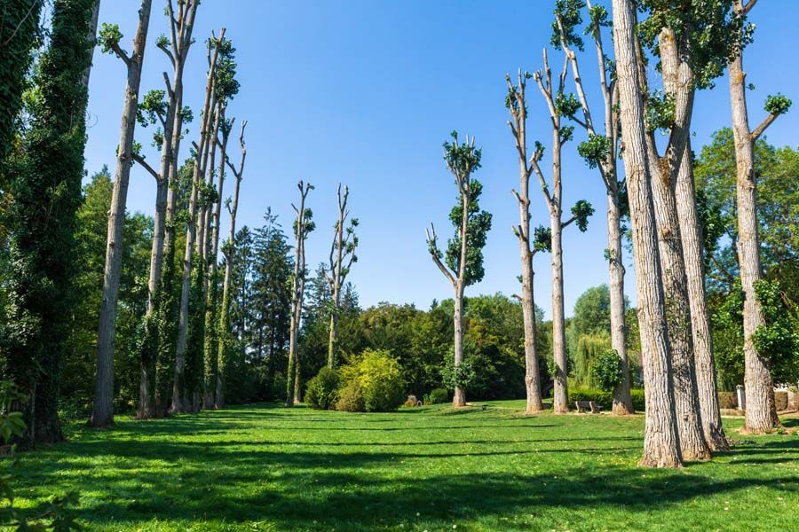 Espace vert avec des grands arbres