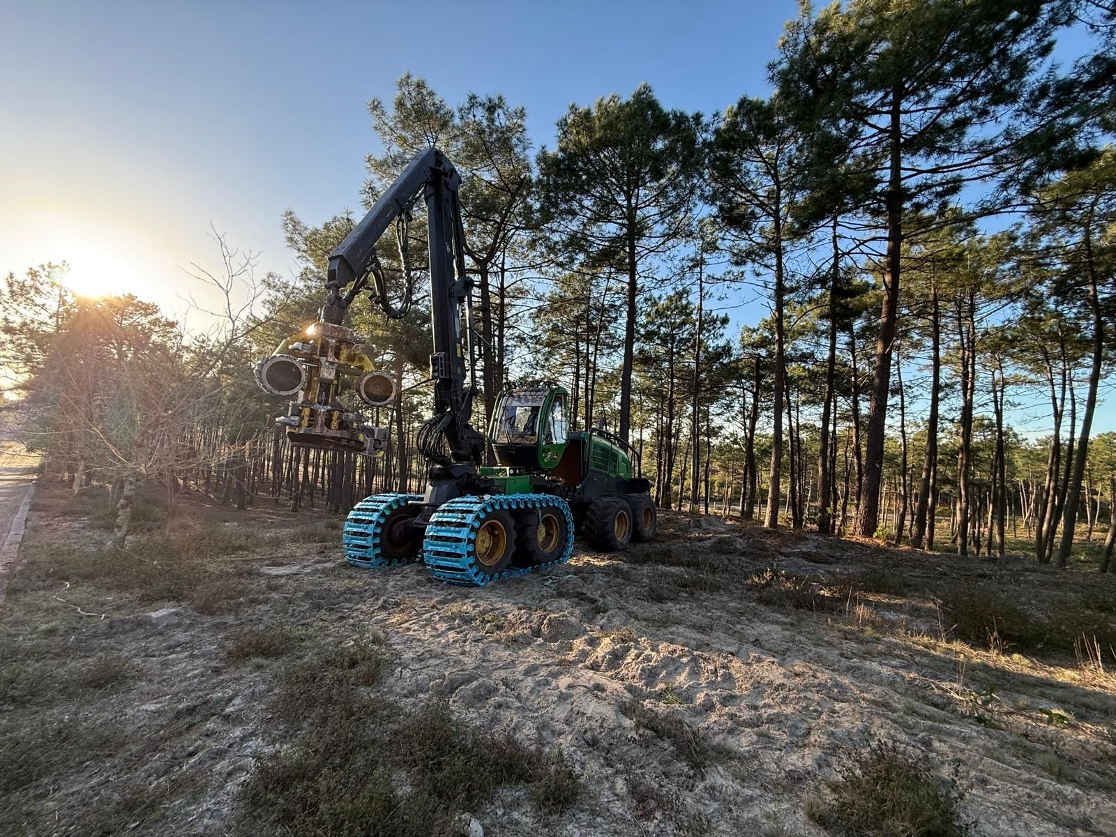 Machine forestière à chenilles bleues dans une pinède au coucher du soleil.