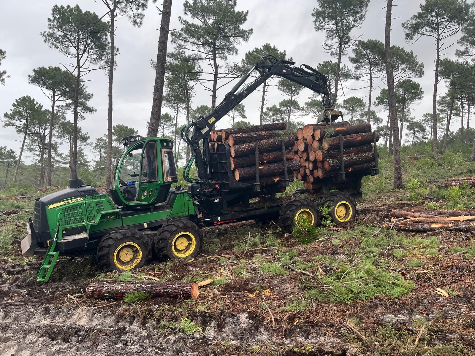 Une machine forestière verte charge du bois coupé sur une remorque dans une clairière boueuse d'une forêt de pins.
