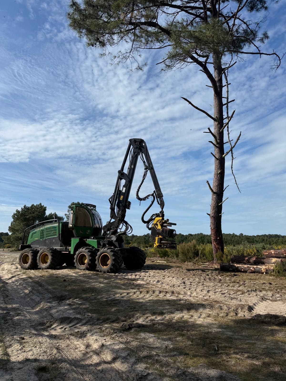 Machine forestière verte avec grappin à côté d'un grand pin dans un champ dégagé sous un ciel bleu