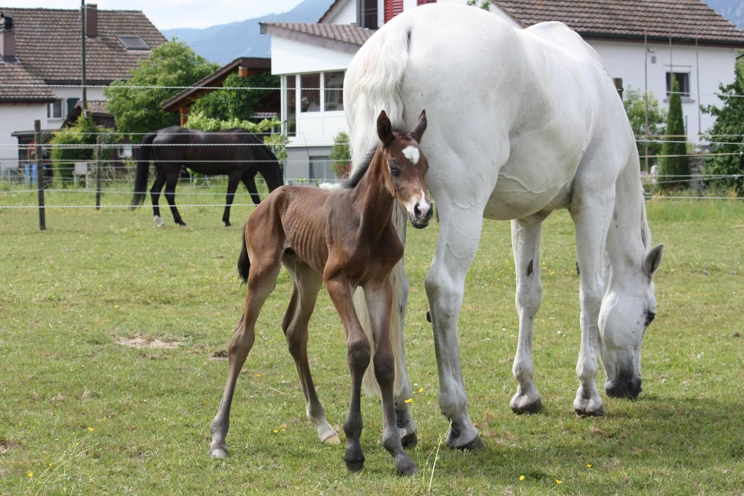 Portner-Elektro GmbH