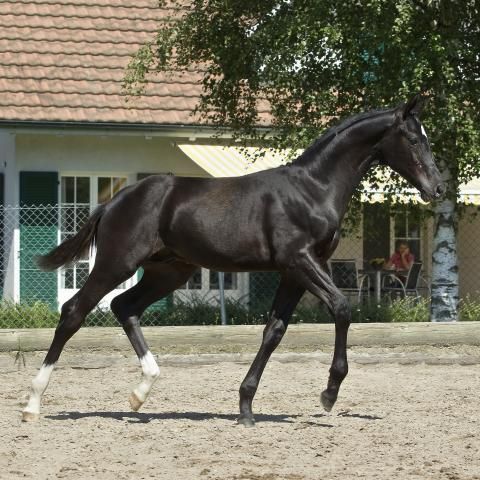 Portner-Elektro GmbH