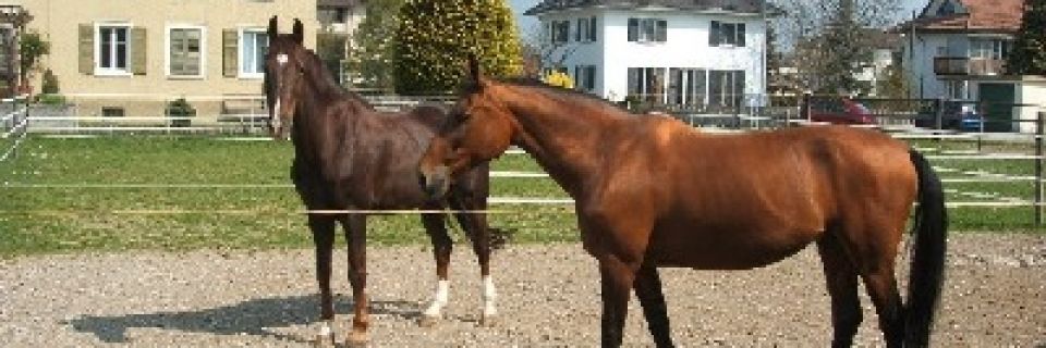 Portner-Elektro GmbH