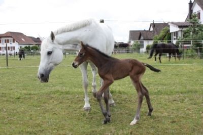 Portner-Elektro GmbH