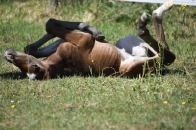 Portner-Elektro GmbH